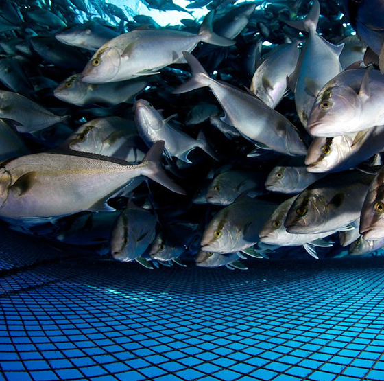 Psa oxygeni generator application